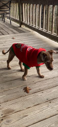 Lost Female Dog last seen Oak hill drive in from of course he hse , Mineral Bluff, GA 30559