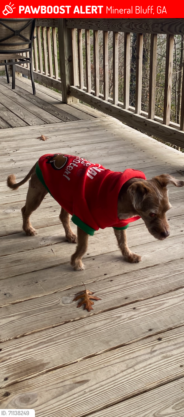 Lost Female Dog last seen Oak hill drive in from of course he hse, Mineral Bluff, GA 30559