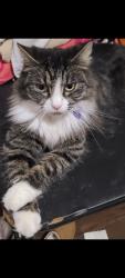 Lost Female Cat last seen Maple , Fresno, CA 93720