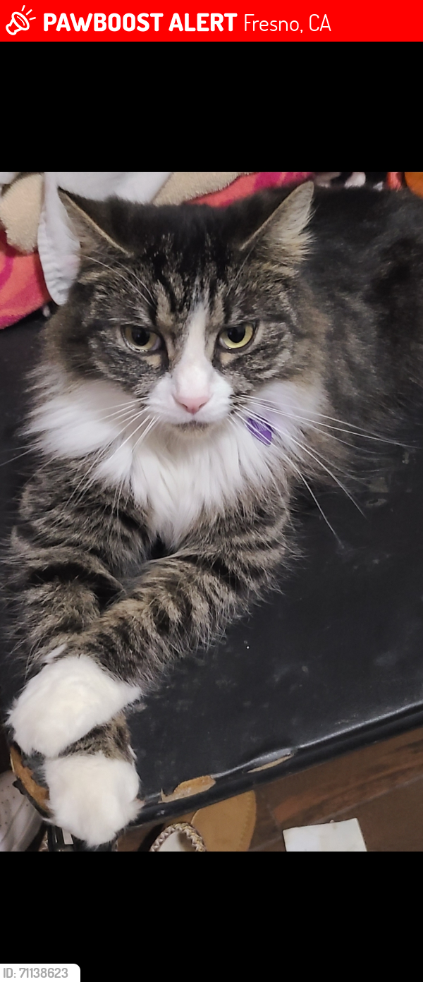 Lost Female Cat last seen Maple , Fresno, CA 93720