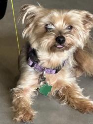 Lost Female Dog last seen County Road 401, Floresville, TX 78114