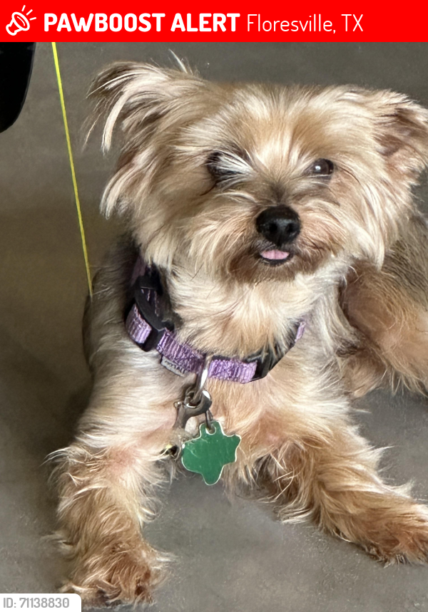 Lost Female Dog last seen County Road 401, Floresville, TX 78114