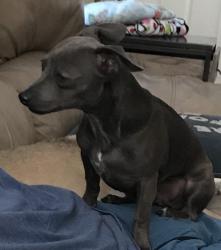 Lost Male Dog last seen Tomahawk// ironwood ests , Apache Junction, AZ 85119