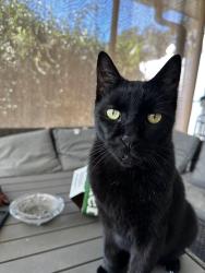 Lost Male Cat last seen Pilakalakaha ave (pk ave) , Auburndale, FL 33823