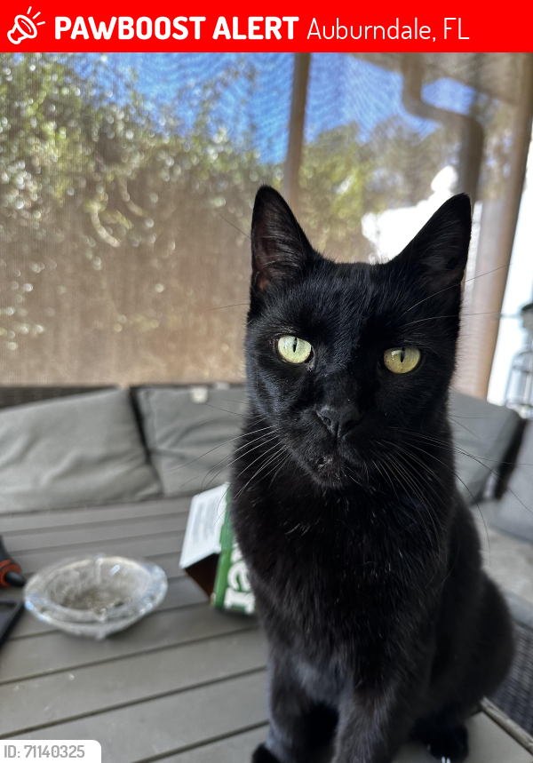 Lost Male Cat last seen Pilakalakaha ave (pk ave) , Auburndale, FL 33823