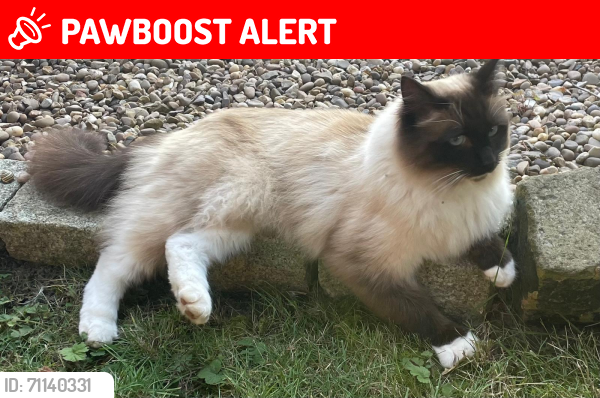 Lost Male Cat last seen Acaster Drive - Fairburn est, Garforth, England LS25