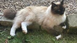 Lost Male Cat last seen Acaster Drive - Fairburn est, Garforth, England LS25