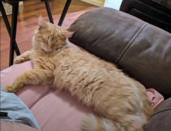 Lost Male Cat last seen Pilakalakaha ave(pk ave), Auburndale, FL 33823