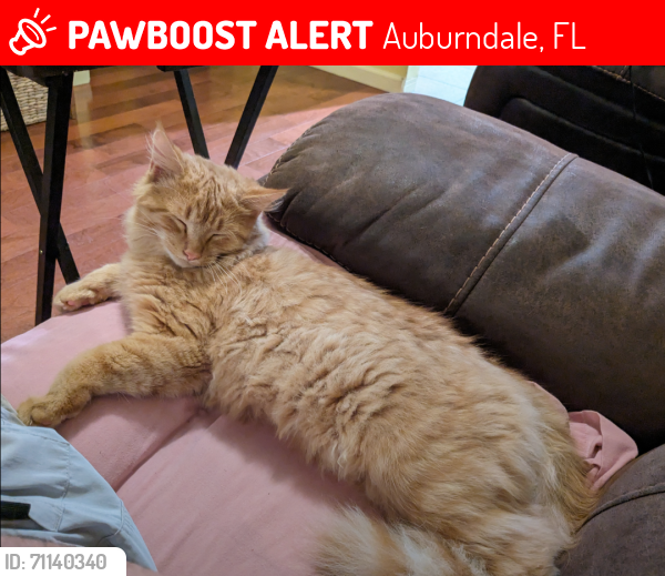 Lost Male Cat last seen Pilakalakaha ave(pk ave), Auburndale, FL 33823