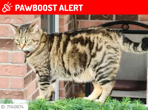 Lost Male Cat last seen Eglinton Ave East at Forum Drive, Mississauga, ON L4Z 4K1