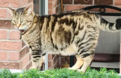 Lost Male Cat last seen Eglinton Ave East at Forum Drive, Mississauga, ON L4Z 4K1