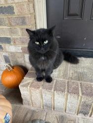 Reunited Female Cat last seen Wade Hampton near Target, Taylors, SC 29687
