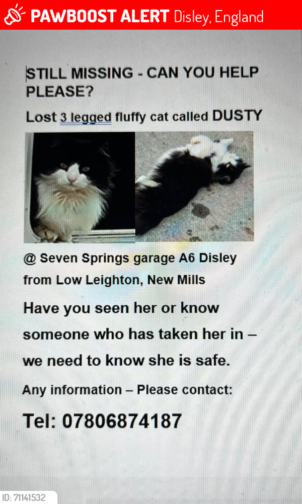 Lost Female Cat last seen Possible chantry Road Disley , Disley, England 