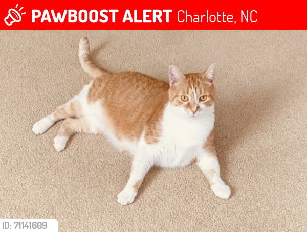 Lost Male Cat last seen Winding Canyon Drive area, Charlotte, NC 28214