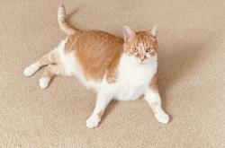 Lost Male Cat last seen Winding Canyon Drive area, Charlotte, NC 28214