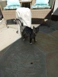 Lost Male Cat last seen Roper mt rd and Batesville rd, Simpsonville, SC 29681