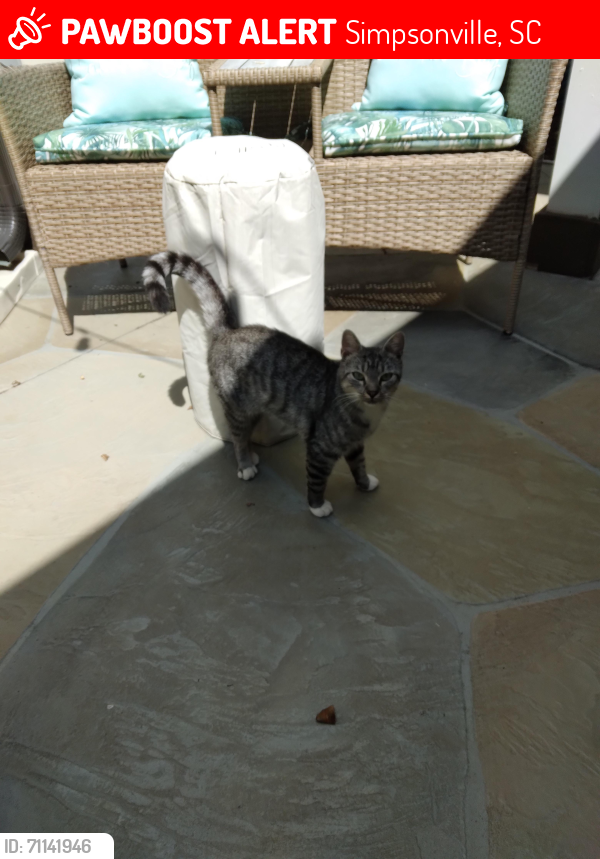 Lost Male Cat last seen Roper mt rd and Batesville rd, Simpsonville, SC 29681