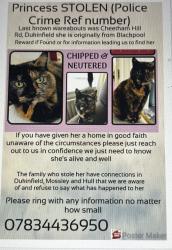 Lost Female Cat last seen Unsure could also be Mossley - general Tameside , Greater Manchester, England 