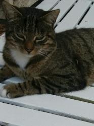 Lost Male Cat last seen Possil road, Glasgow City, Scotland G22 5QY
