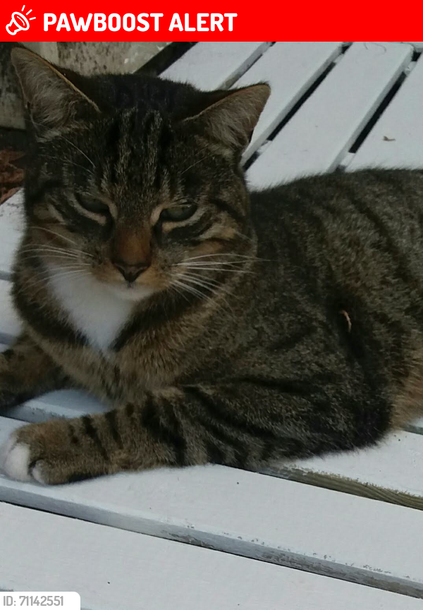 Lost Male Cat last seen Possil road, Glasgow City, Scotland G22 5QY