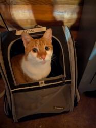 Lost Male Cat last seen Dawncrest and Gold Dust Lane, Julian, CA 92036