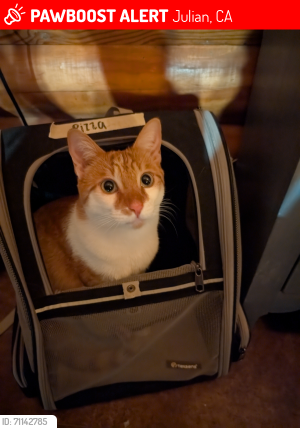 Lost Male Cat last seen Dawncrest and Gold Dust Lane, Julian, CA 92036
