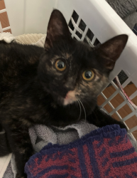 Lost Female Cat last seen Ponderosa Trail & Alamo Street, Pinole, CA 94564