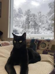Lost Male Cat last seen Alturas ln, Fallbrook, CA 92028