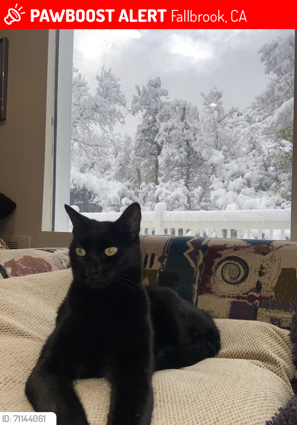 Lost Male Cat last seen Alturas ln, Fallbrook, CA 92028