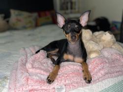 Lost Female Dog last seen Dublin, CA, Dublin, CA 94568