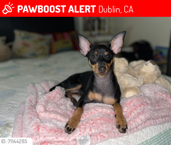 Lost Female Dog last seen Dublin, CA, Dublin, CA 94568