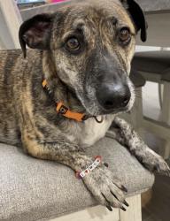 Lost Male Dog last seen Monte Christo, Edinburg, TX 78542