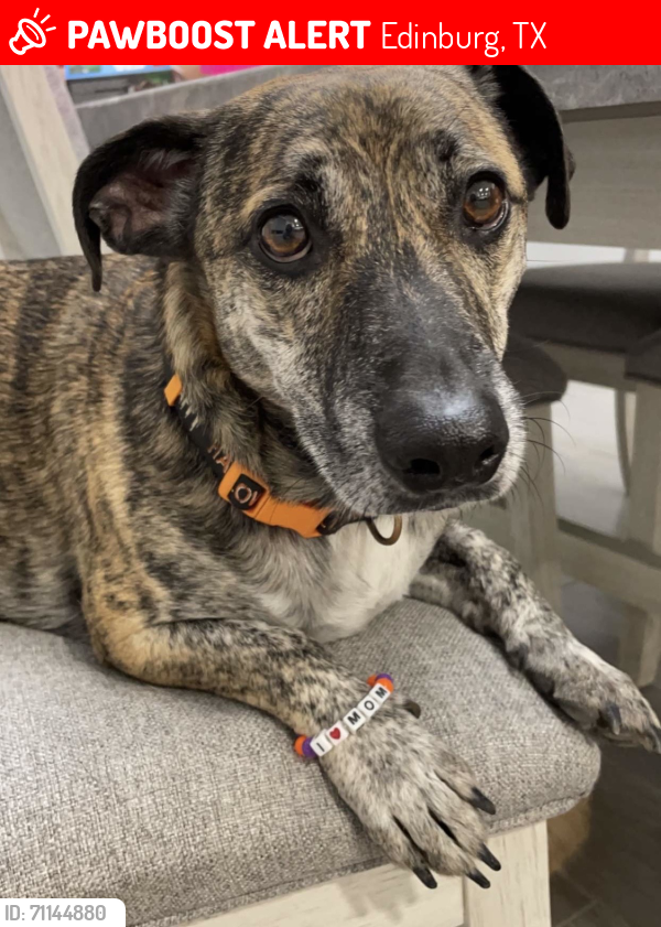 Lost Male Dog last seen Monte Christo, Edinburg, TX 78542