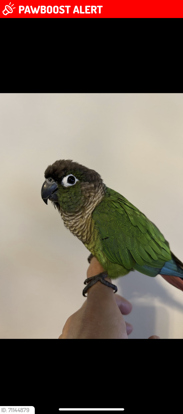 Lost Unknown Bird last seen Tallgrass avenue and Mann street, Niagara Falls, ON L2G 6B2