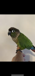 Lost Unknown Bird last seen Tallgrass avenue and Mann street, Niagara Falls, ON L2G 6B2