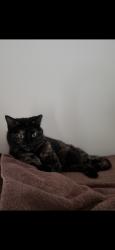 Lost Female Cat last seen Paramount Circle Sacramento , Sacramento, CA 95823