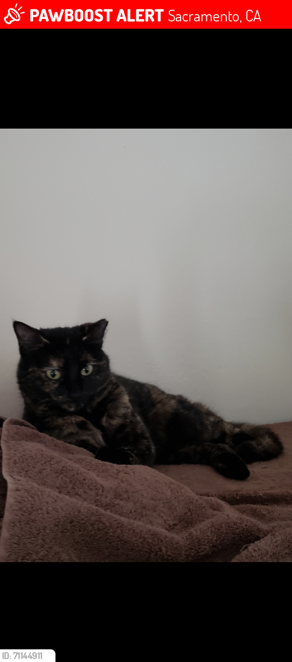 Lost Female Cat last seen Paramount Circle Sacramento , Sacramento, CA 95823