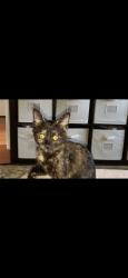 Lost Female Cat last seen Paramount Circle Sacramento , Paramount, CA 90805