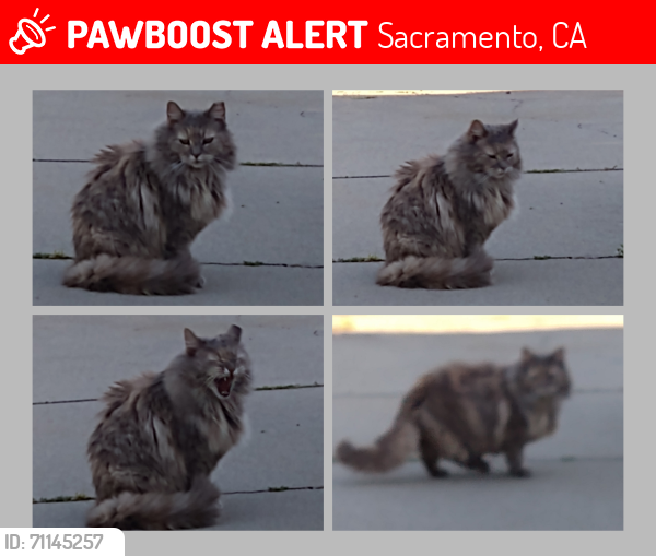 Lost Female Cat last seen Bridgeford Dr/Edmonton , Sacramento, CA 95833