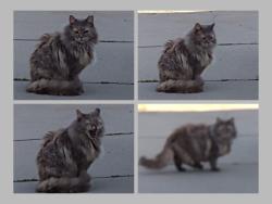 Lost Female Cat last seen Bridgeford Dr/Edmonton , Sacramento, CA 95833