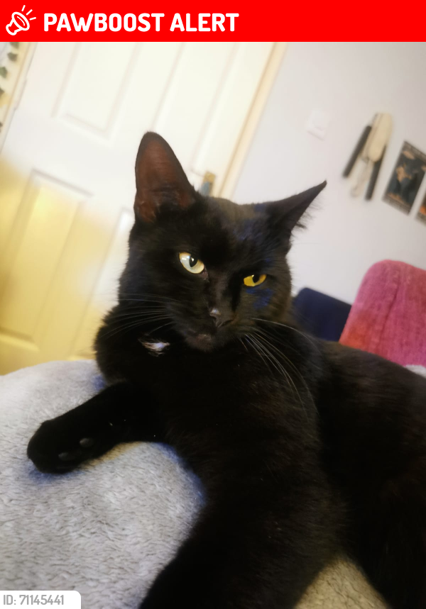 Lost Female Cat last seen Hareden road preston, Ribbleton, England PR2 6LG