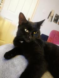 Lost Female Cat last seen Hareden road preston, Ribbleton, England PR2 6LG