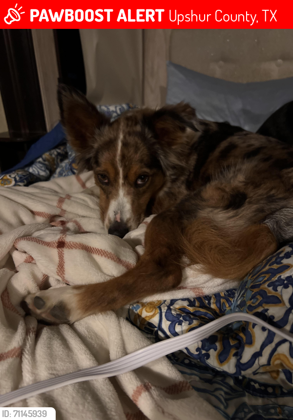 Lost Female Dog last seen County Road 2088, Upshur County, TX 75644