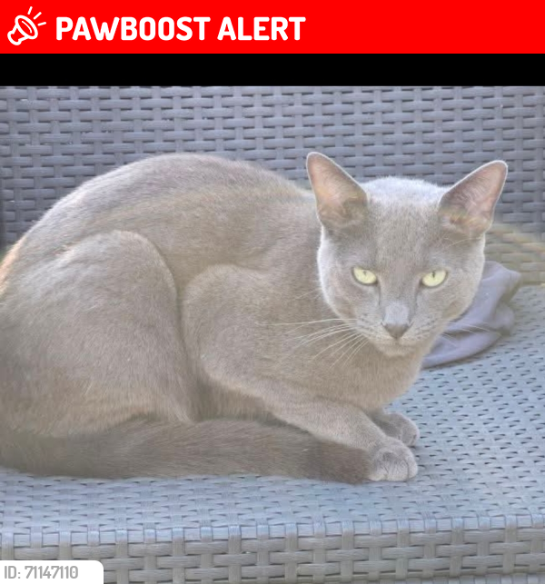 Lost Male Cat last seen Flag lane, Penwortham, England PR1