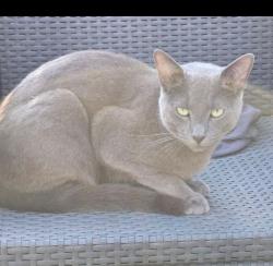 Lost Male Cat last seen Flag lane, Penwortham, England PR1
