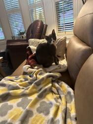 Lost Female Cat last seen Reflections of Braselton- Clearwater spring’s subdivision , Braselton, GA 30519