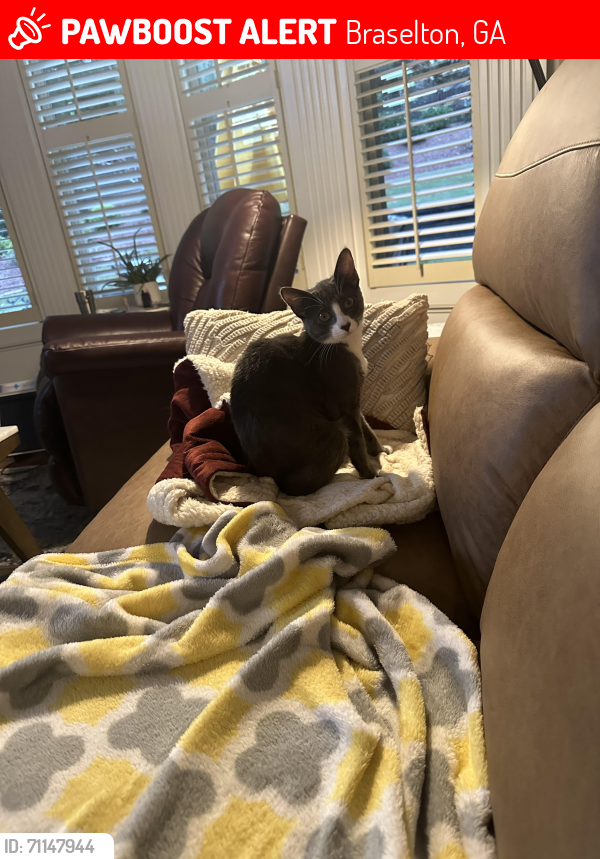 Lost Female Cat last seen Reflections of Braselton- Clearwater spring’s subdivision , Braselton, GA 30519