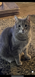 Lost Male Cat last seen Alderson Avenue, Coquitlam, BC 