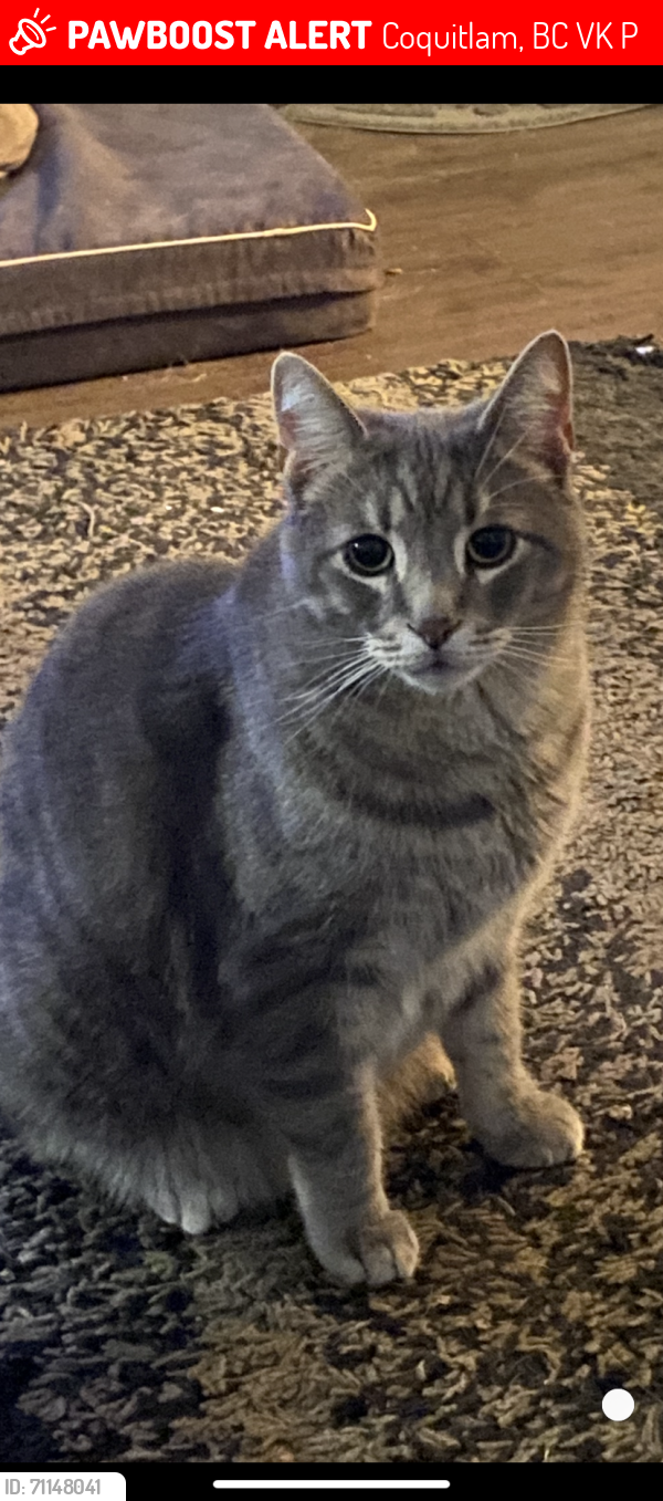 Lost Male Cat last seen Alderson Avenue, Coquitlam, BC 
