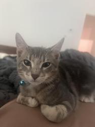 Lost Male Cat last seen Hwy 365, North Little Rock, AR 72113